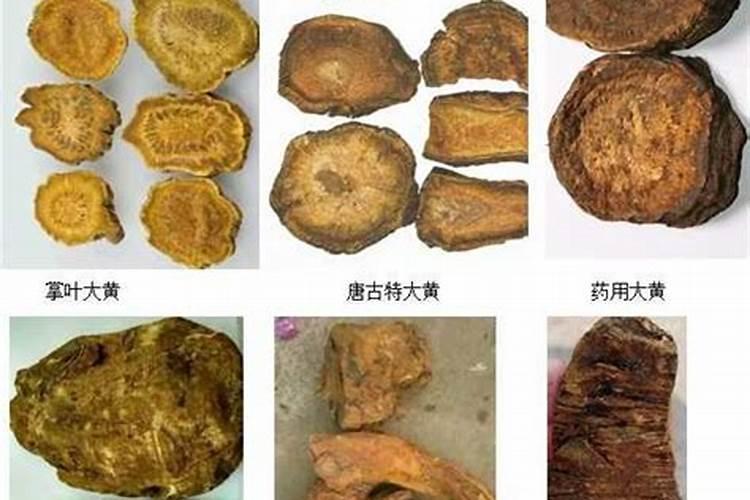 大黄的种植时间与方法