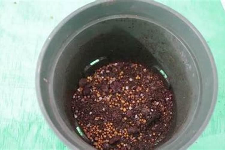 郁金香如何施肥