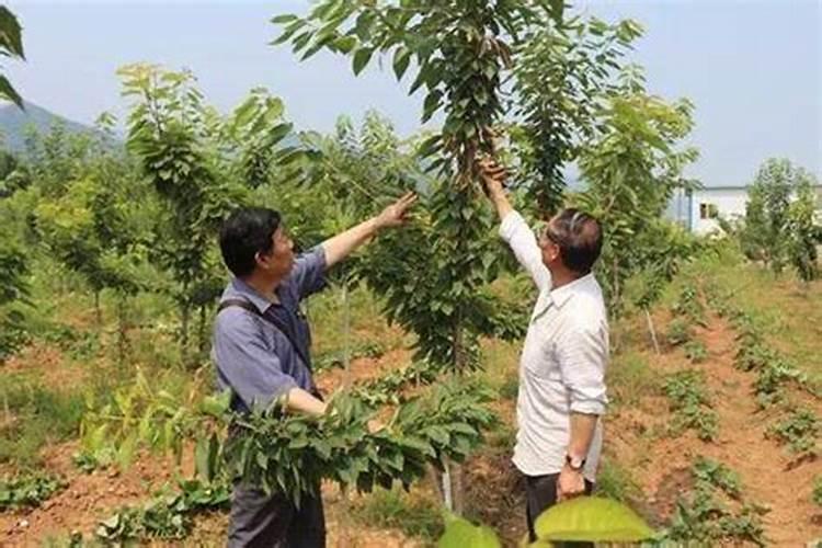 我国大樱桃主产区有哪些施肥经验