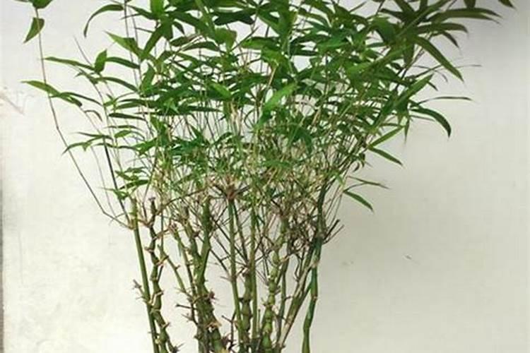 为什么氮肥壮叶磷肥壮茎钾肥壮果