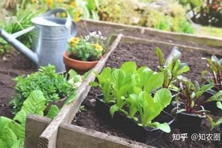 种地上完粪便以后接下来是先浇水呢？还是先种菜籽呢？