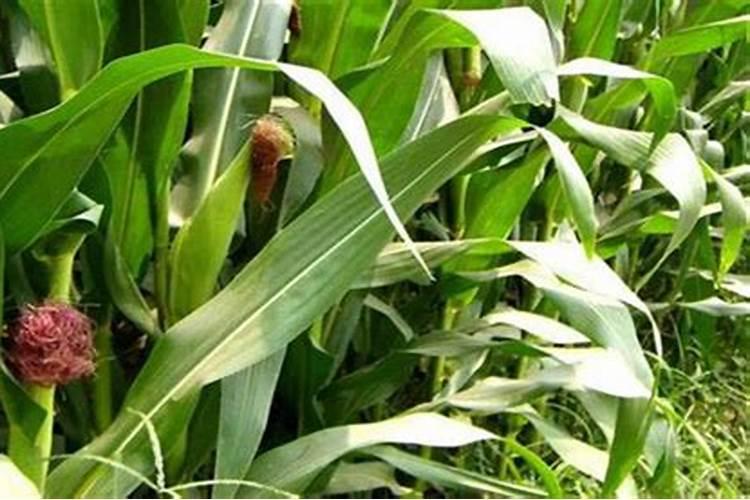 叶面硼肥的作用 硼肥的作用是什么