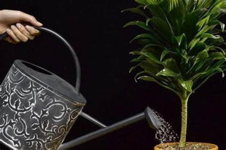 生根粉可以浇花吗