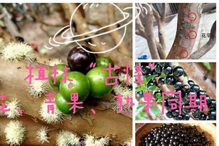 嘉宝果施什么肥开花多