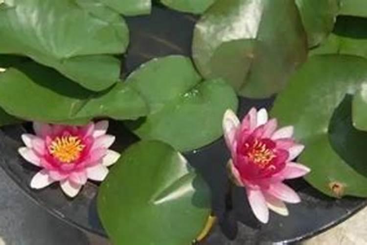 盆栽荷花如何施肥