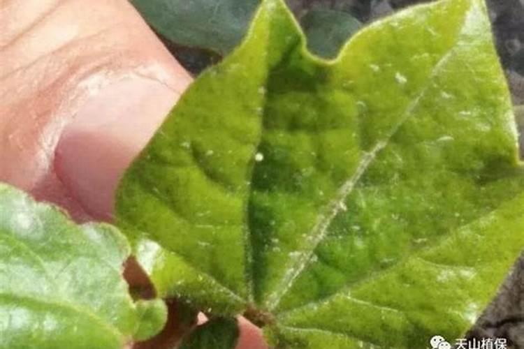 根据棉花枯黄萎病的发生流行规律,提出合理的综合防治措施。