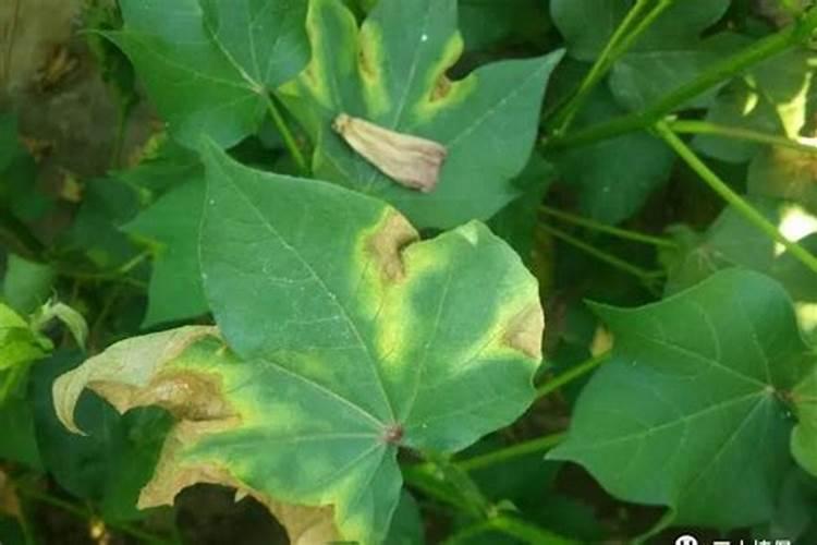 棉花黄萎病怎么防治？