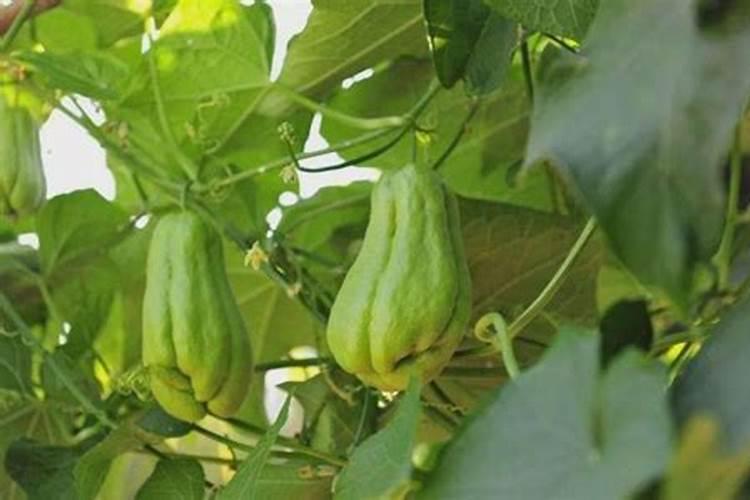 无铅的锡一斤多少钱,问的一斤,含银量0.30.7,,谢谢。,,