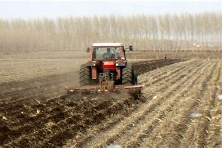 深耕会不会造成果树死枝？