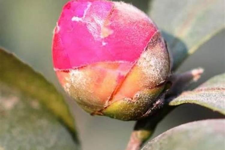 栀子花花苞发黄掉落是什么原因 栀子花养殖注意事项