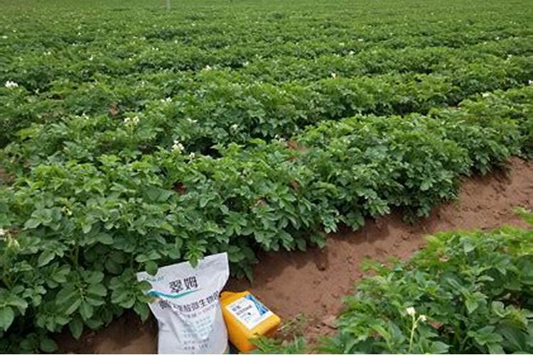 根多多生根水溶肥使用方法