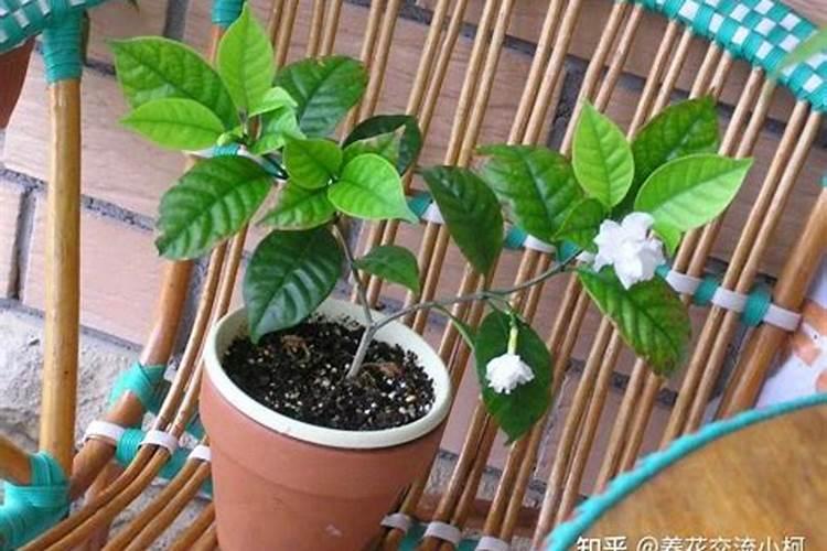 水晶茉莉的养殖方法