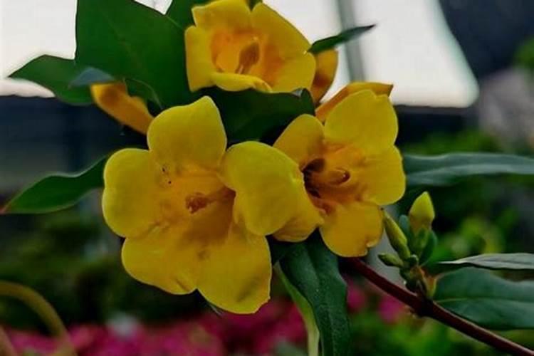 水晶茉莉养殖技术