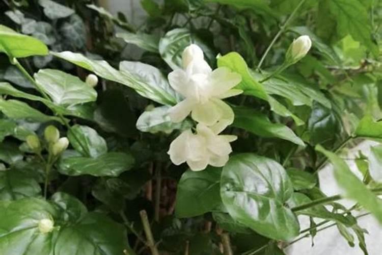 水晶茉莉养殖技术