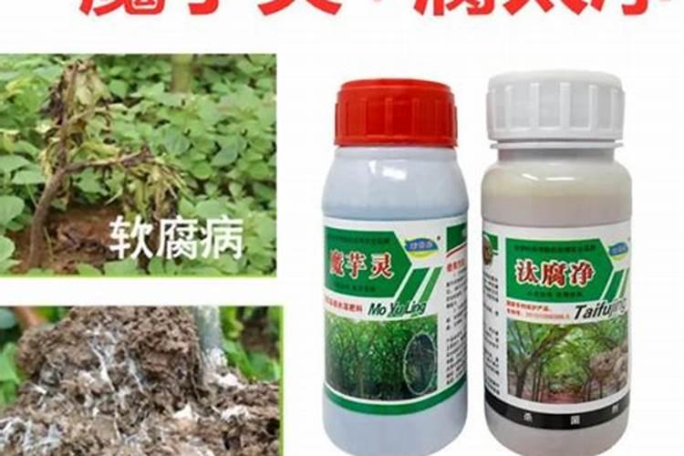 魔芋施肥最佳时间 使用什么肥料好