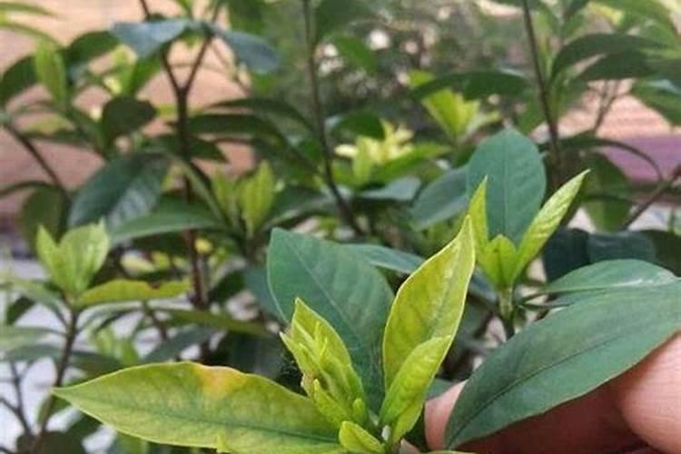 植物叶子用什么肥料能变大变厚？