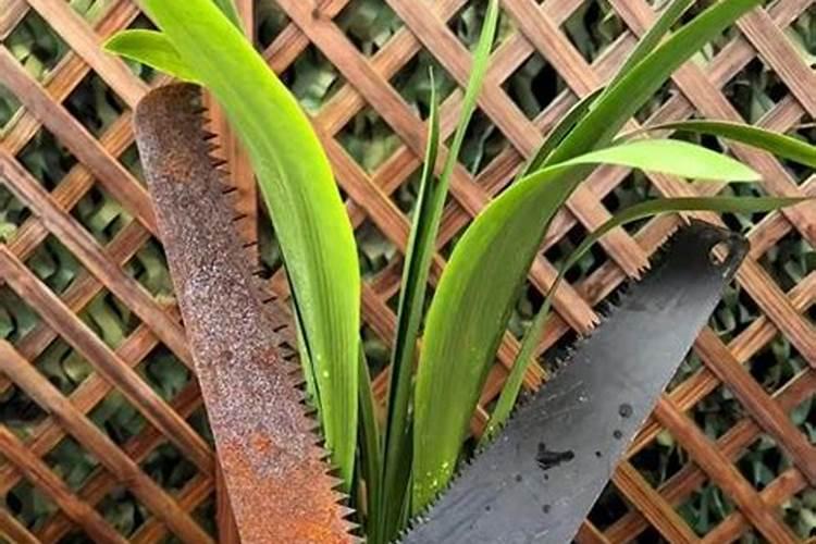 香菜施什么肥料长得快