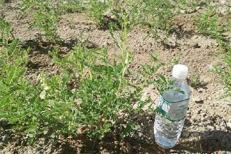 黄芪的育苗移栽技术 黄芪应该怎么养护