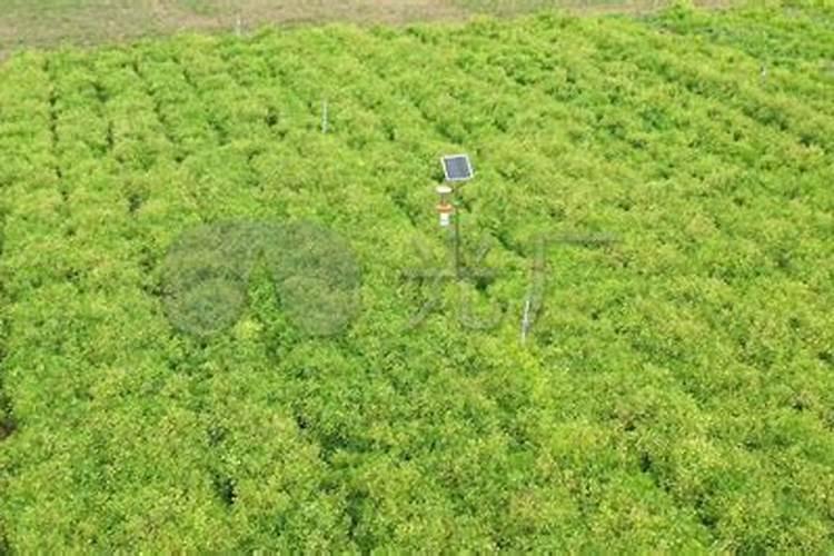 黄芪的育苗移栽技术 黄芪种植需要注意什么