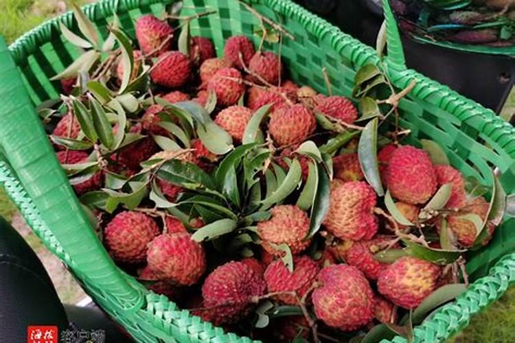 荔枝的营养价值有哪些