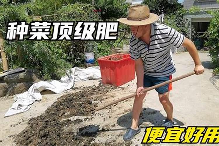 菜籽饼怎么发酵做肥料最简单的方法