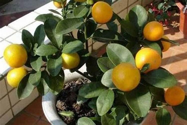 金桔树一年施一次磷肥可以吗？