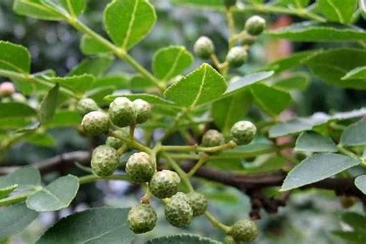 用什么水浇植物叶子绿如何浇植物会让叶子绿