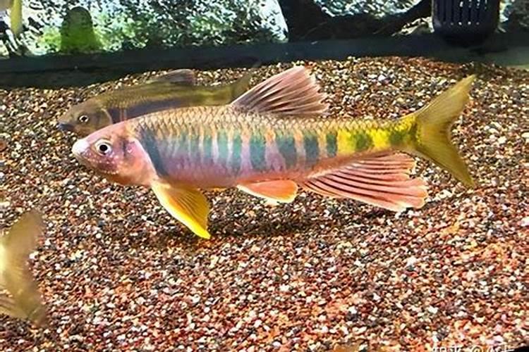 玉米怎么施肥？玉米施肥方法