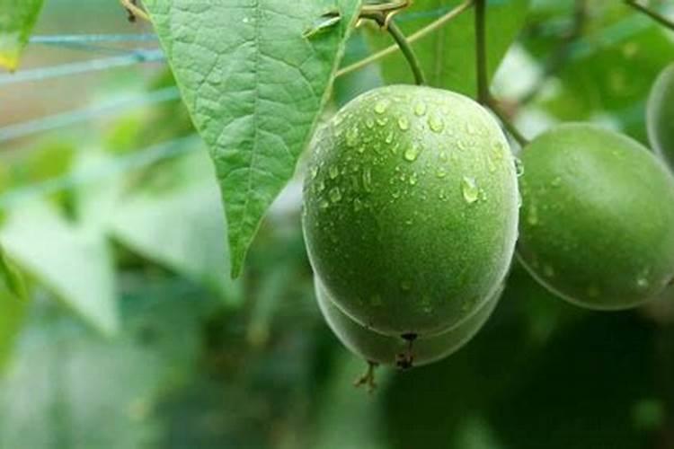 木茹高产种植技术