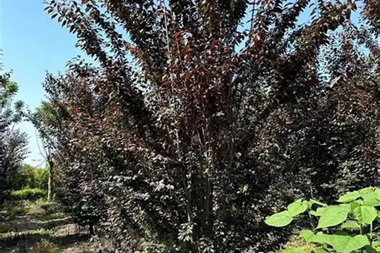 三月的红叶李要施肥吗？