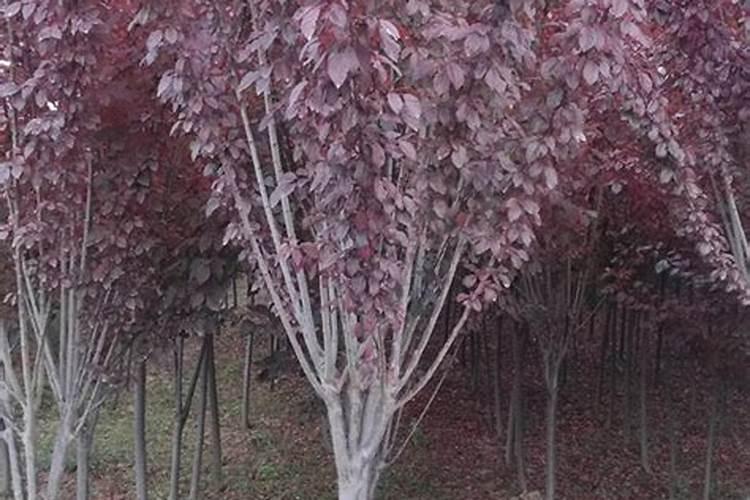 红叶李的养护和注意事项有哪些？