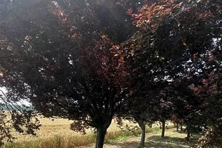 三月的红叶李要施肥吗？