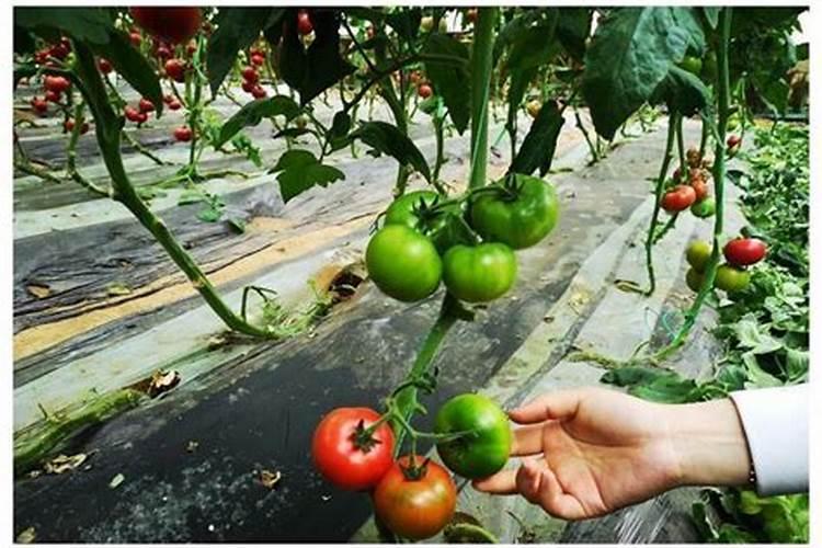 百香果用什么肥料最好