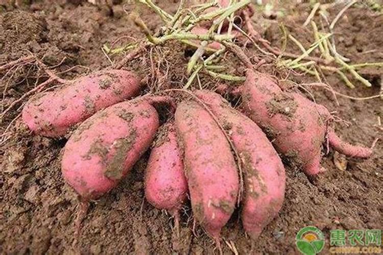 什么时候使用果树叶面肥效果最好 需要注意问题有