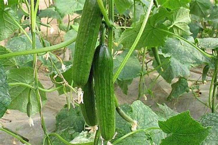 浇醋对黄瓜种植的用处 黄瓜养殖浇醋有什么好处