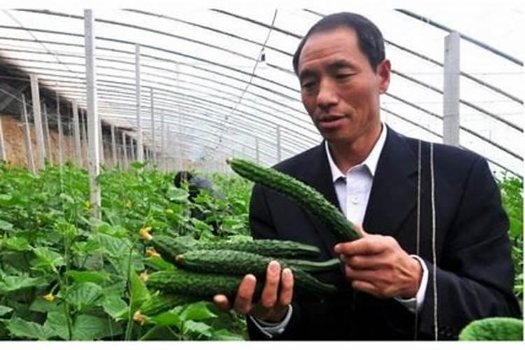 黄瓜喷白醋的最佳水比例是多少？