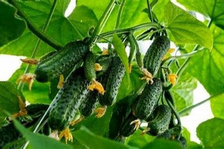用醋做黄瓜叶面肥的配方