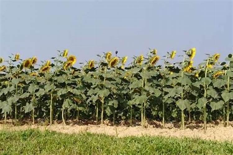 葵花苗开花期用什么肥料打什么叶面肥好用