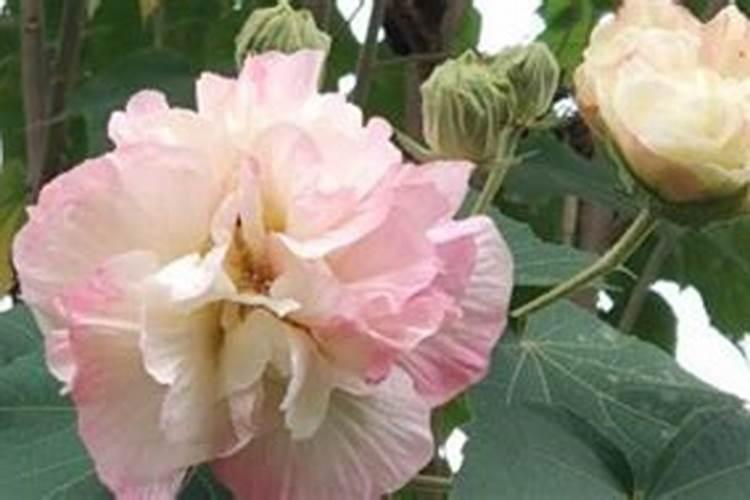 打花苞需要施肥吗