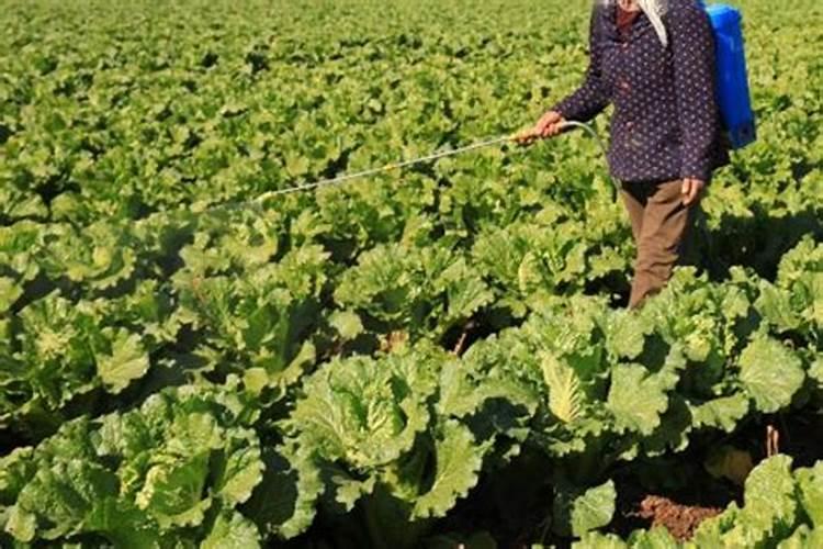 白菜追肥用什么肥料好