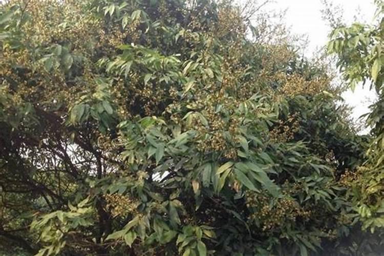 荔枝梢期可以喷氨基酸叶面肥吗