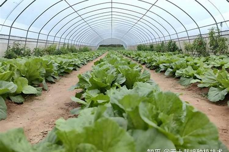 温室大棚种植蔬菜需要注意什么？农户要注意这十点!