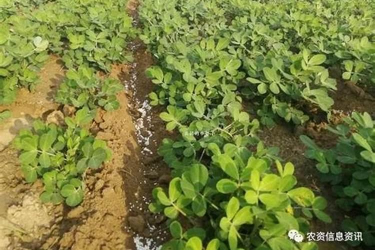 多肉夏天买好还是秋天买几月份买？怎么养一年四季没问题,又肥又壮百...