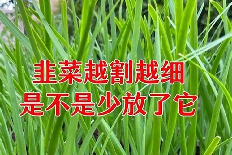 大姜对土壤的要求