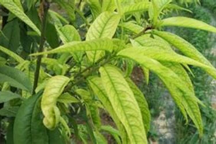 青瓜大肚子怎么办？