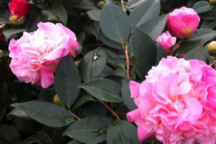 茶花一年四季施肥技巧