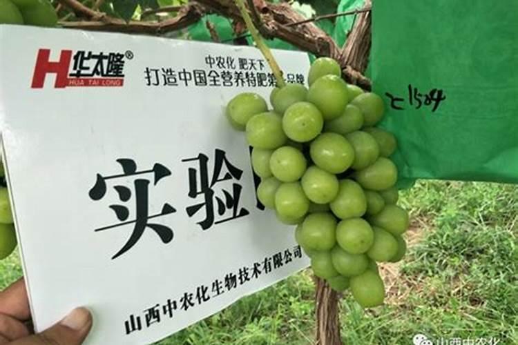 阳光玫瑰萌芽期用肥