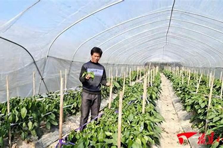甜椒怎么施肥 甜椒肥料如何选择