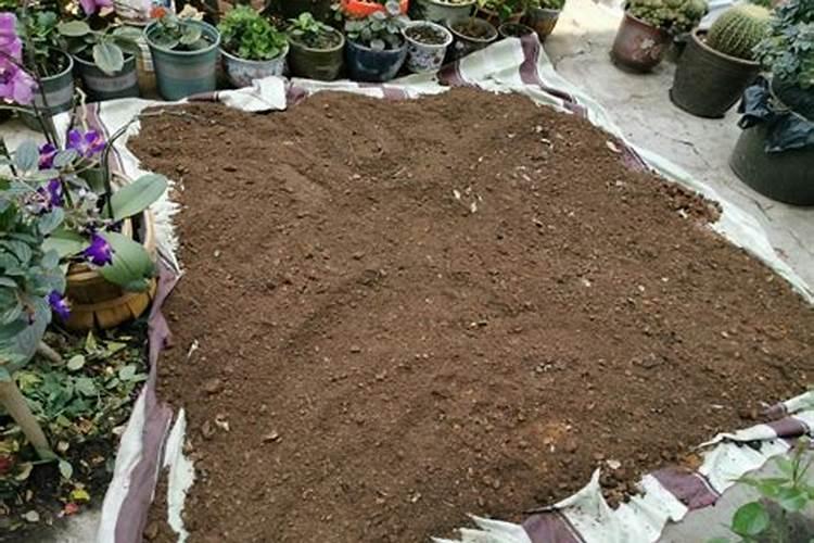 土壤杀菌处理用啥药最好