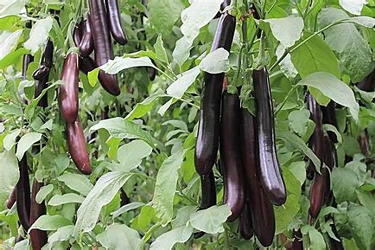 大棚种植茄子需要什么肥料